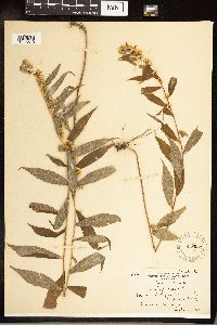 Solidago caesia image