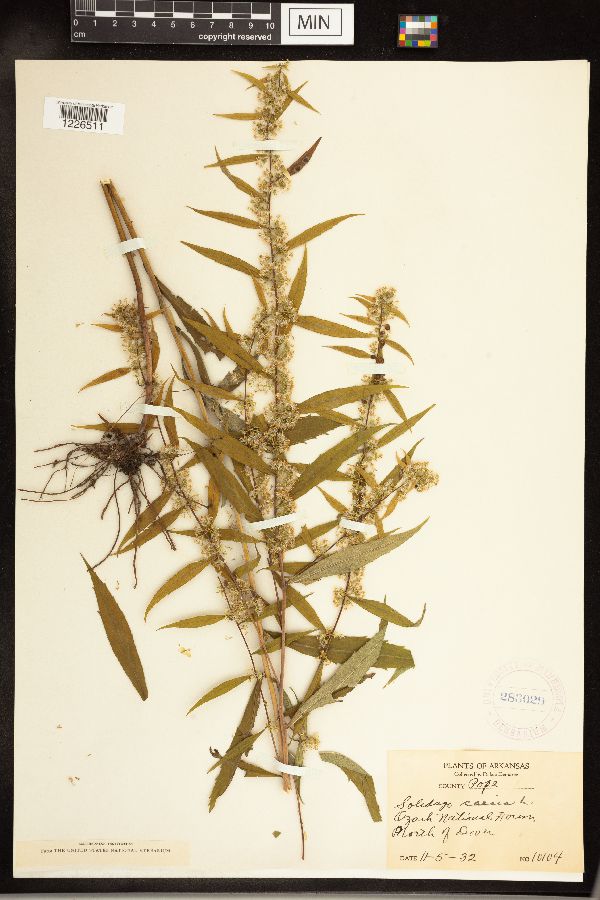 Solidago caesia image