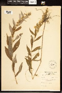 Solidago caesia image