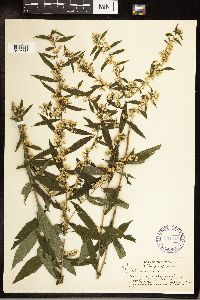 Solidago caesia image