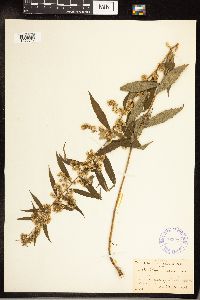 Solidago caesia image