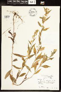 Solidago caesia image