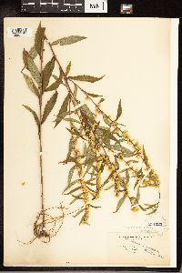 Solidago caesia image