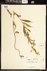 Solidago caesia image