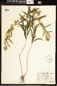 Solidago caesia image