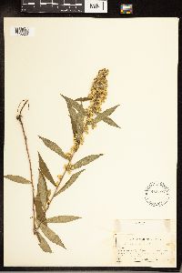 Solidago caesia image