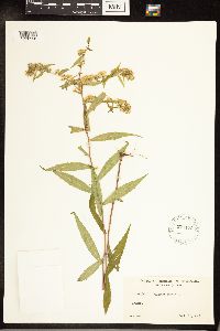 Solidago caesia image