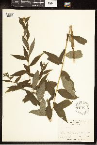 Solidago caesia image