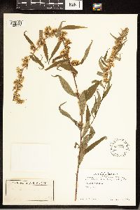 Solidago caesia image