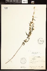 Solidago caesia image