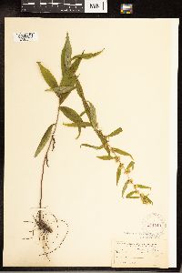 Solidago caesia image