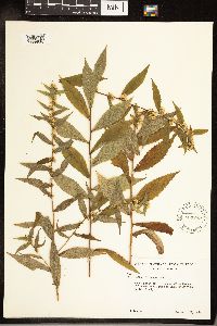 Solidago caesia image