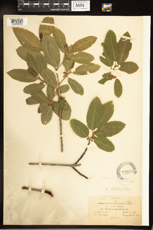 Frangula betulifolia image