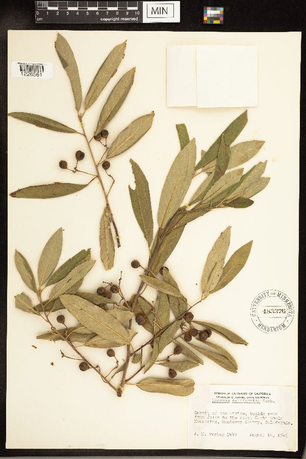 Frangula californica image