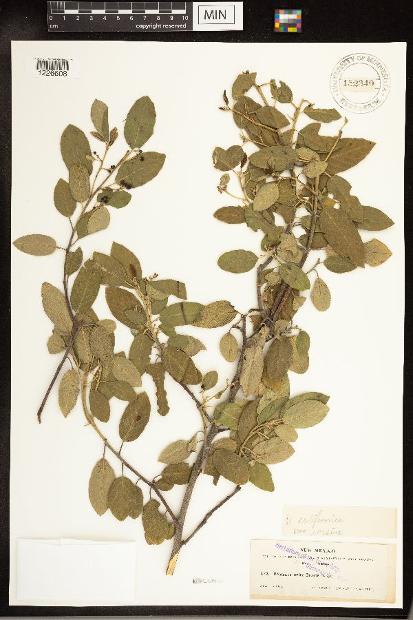 Frangula californica subsp. ursina image