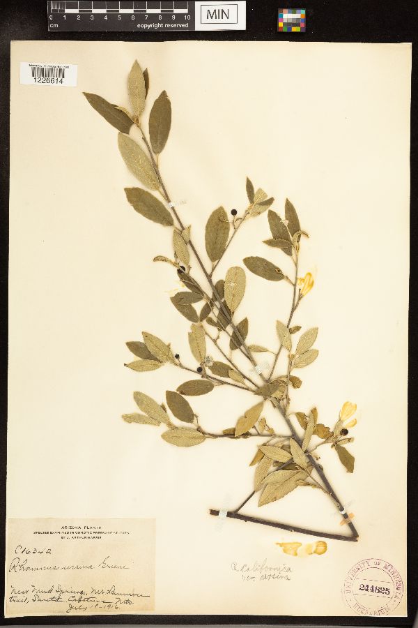 Frangula californica subsp. ursina image