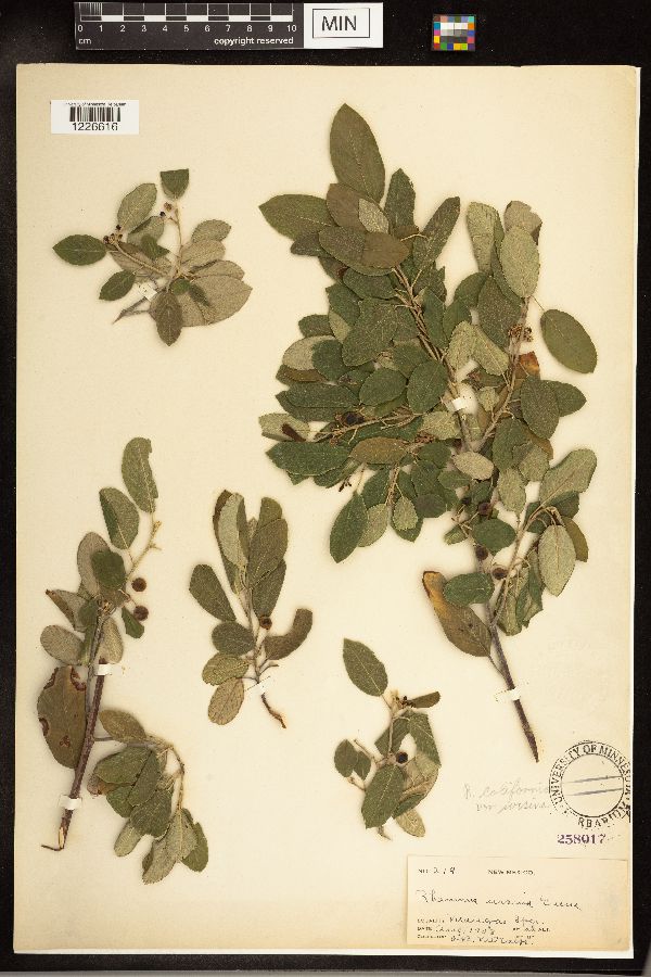 Frangula californica subsp. ursina image