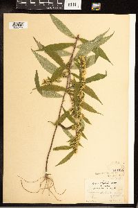 Solidago caesia image