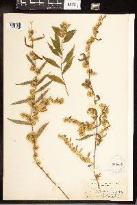 Solidago caesia image