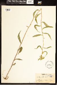 Solidago caesia image