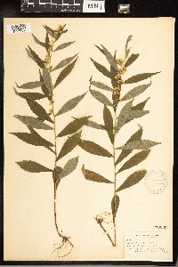 Solidago caesia image