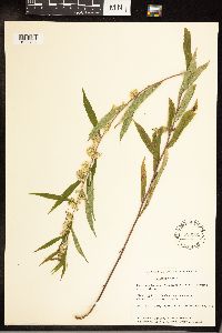 Solidago caesia image