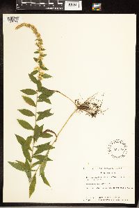 Solidago caesia image