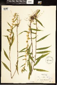 Solidago caesia image