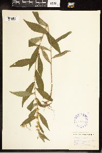 Solidago caesia image