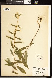 Solidago caesia image