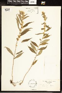 Solidago caesia image