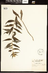 Solidago caesia image