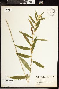 Solidago caesia image