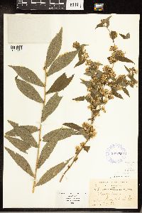 Solidago caesia image