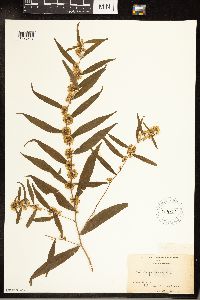 Solidago caesia image