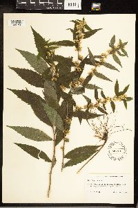 Solidago caesia image