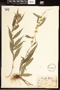 Solidago caesia image