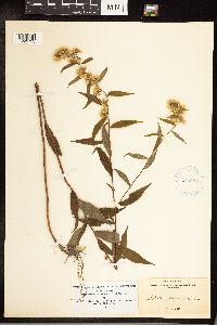 Solidago caesia image