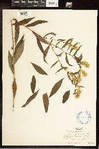 Solidago caesia image