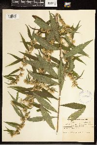 Solidago caesia image