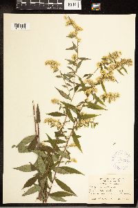 Solidago caesia image