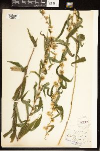 Solidago caesia image