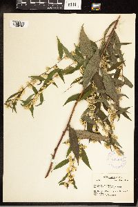 Solidago caesia image