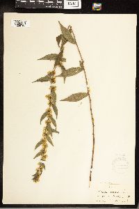 Solidago caesia image