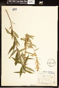 Solidago caesia image