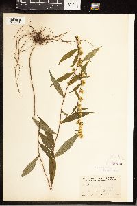 Solidago caesia image