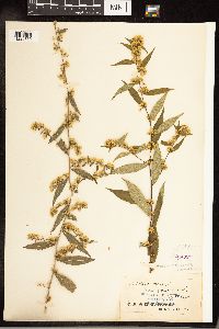 Solidago caesia image