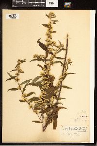 Solidago caesia image