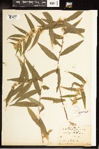 Solidago caesia image