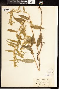 Solidago caesia image